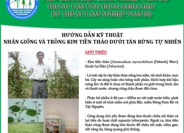 Hướng dẫn kỹ thuật nhân giống và trồng Kim tiền thảo dưới tán rừng tự nhiên