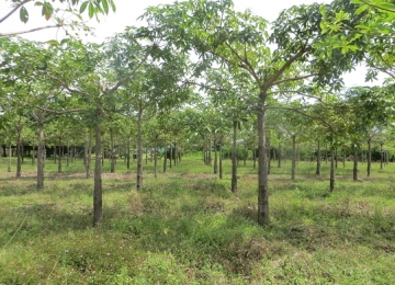 Quy trình kỹ thuật trồng rừng thâm canh Trôm lấy mủ bằng cây con gieo ươm từ hạt