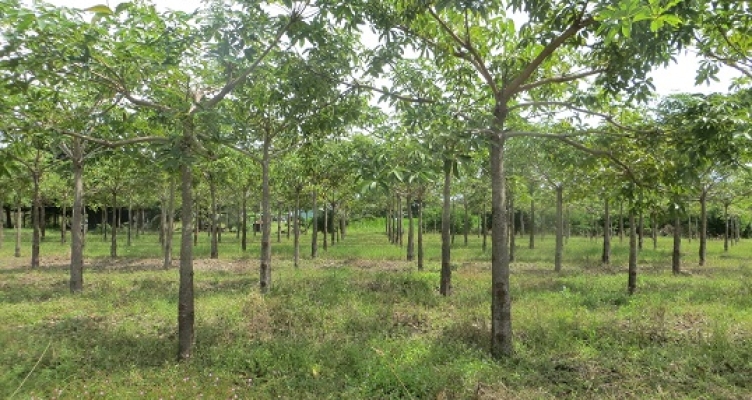 Quy trình kỹ thuật trồng rừng thâm canh Trôm lấy mủ bằng cây con gieo ươm từ hạt